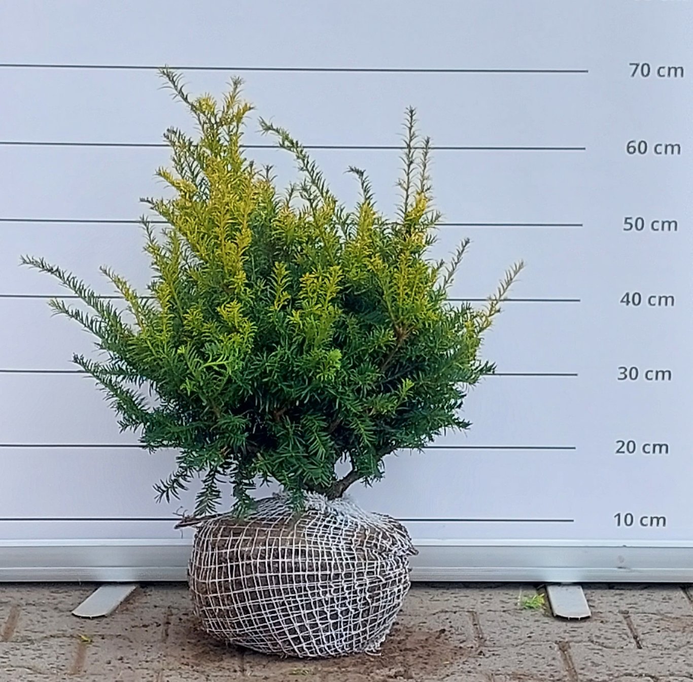 Taxus b. 'Elegantissima' - 30-40 CM RB